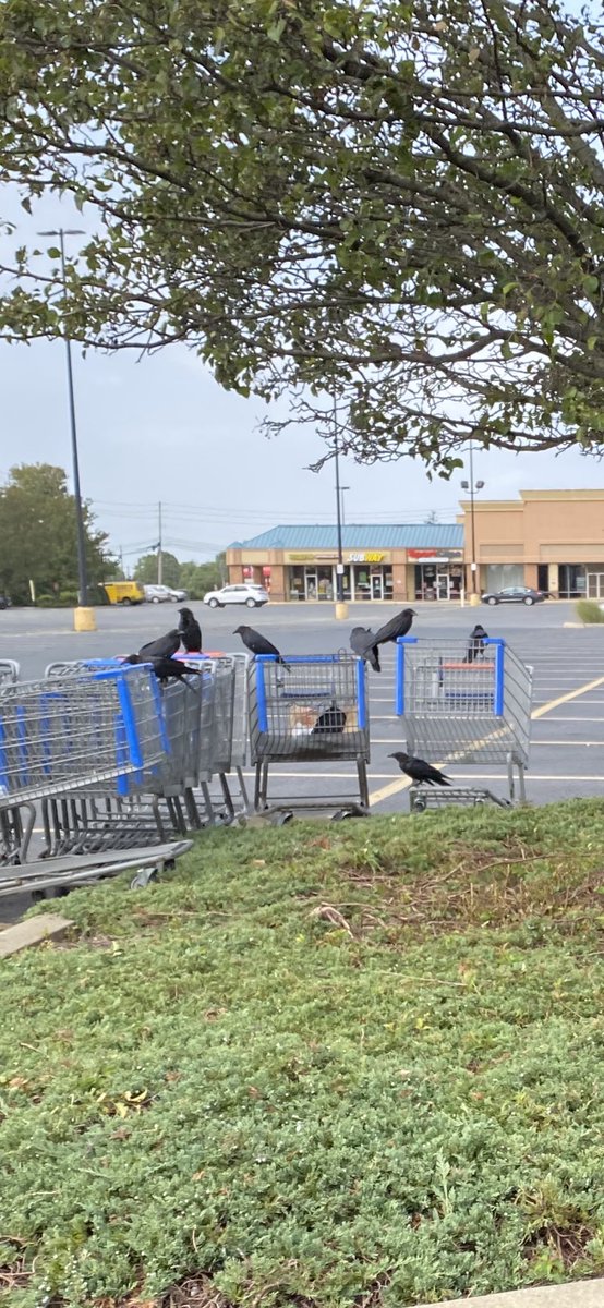 RobinWhitcomb1's tweet image. Walmart Shoppers looking for a steal 😂
