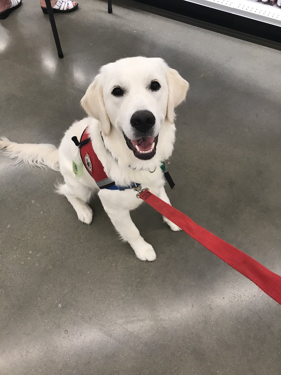 raiderpups's tweet image. Logray is just as excited as we are to welcome our new members💚💛
.
.
#logray #ewok #goldenretriever #sdit #servicedogintraining #newmembers