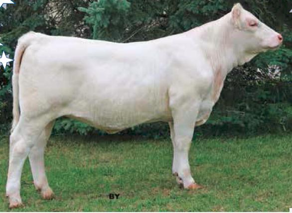 FallFeature's tweet photo. Fourthlane Holly 6H

An SCX Triumph 50B x Fourthlane Chloe 6C daughter

Consigned by @FourthlaneFarms 

She sells as lot 28 on October 17, 2020. Full catalogue here: https://t.co/RRQwXGhjXK #charolais @OnCharolais https://t.co/10yXLOYgSB