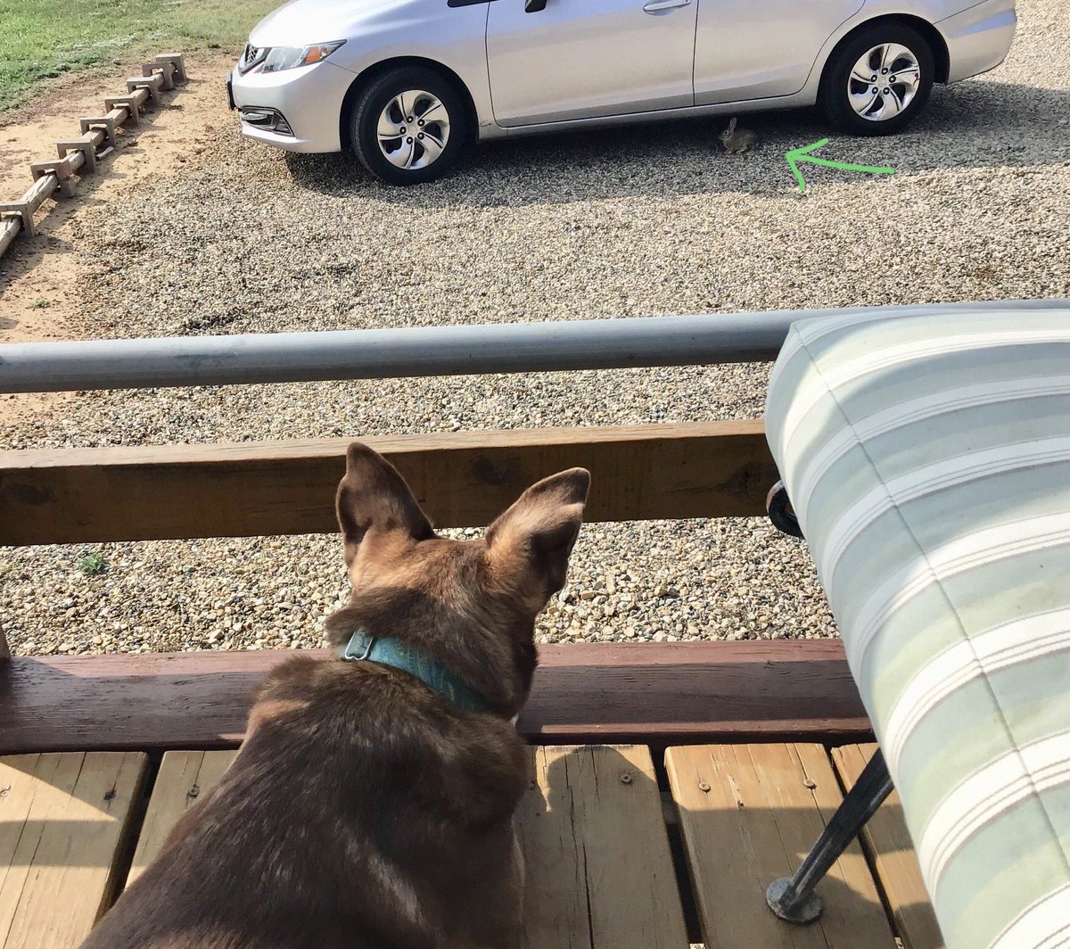 Batzguano's tweet image. #Foxy #StaringContest