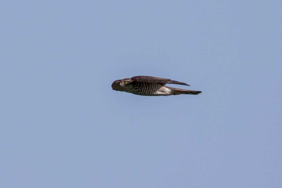 Sparrowhawk #StAidans @RSPBAireValley #Swillyings #Birds