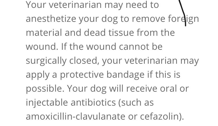 shimberlake's tweet photo. @All_Things_Vain @ducksinarow69 I think this is worth a try. Antiobiotic ointment against infections and a bandage around his body. https://t.co/aHQeDpWOzI