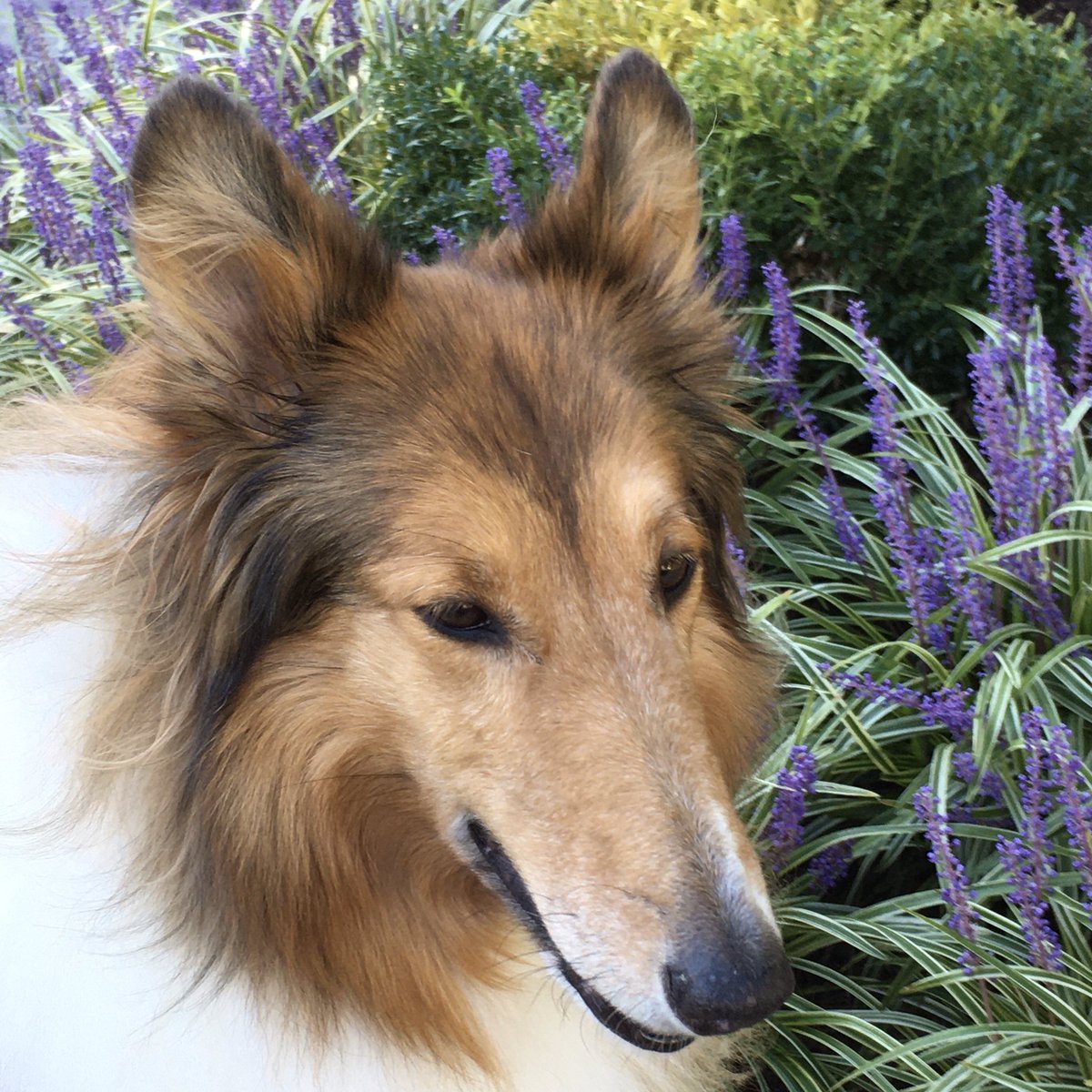 CollieCrusader's tweet photo. You know this #collieflower has a 💜 #passionforpurple
Enjoying the last days of summer but with a nice crisp 🥶 chill to the air cause that’s the way this #collie likes it!
#roughcollie #liriope #purpleliriope #monkeygrass #dogsandflowers https://t.co/bqJmYRAcXi