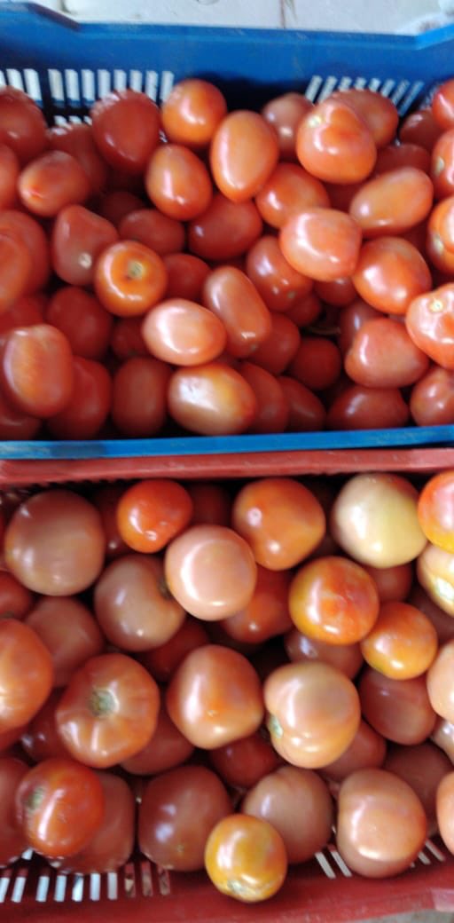 Entregados los tomates a nuestra chef experta que nos hará la prueba para un Ketchup y un “dip” de tomate con picante😎 Maduración da mejor sabor, pintones da mayor textura. Veremos cómo sale la prueba. A diseñar etiquetas y ver el tema del envasado. A #IndustrializarSeHaDicho