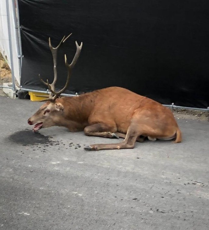 Il est le roi de la forêt. Le voici meurtri sur un trottoir...
Grâce aux habitants et aux membres de l'association @avafranceoff, ce cerf a survécu à une terrible #ChasseACourre. 

Pour abolir cette barbarie, soutenez le #ReferendumAnimaux ➡️ referendumpourlesanimaux.fr