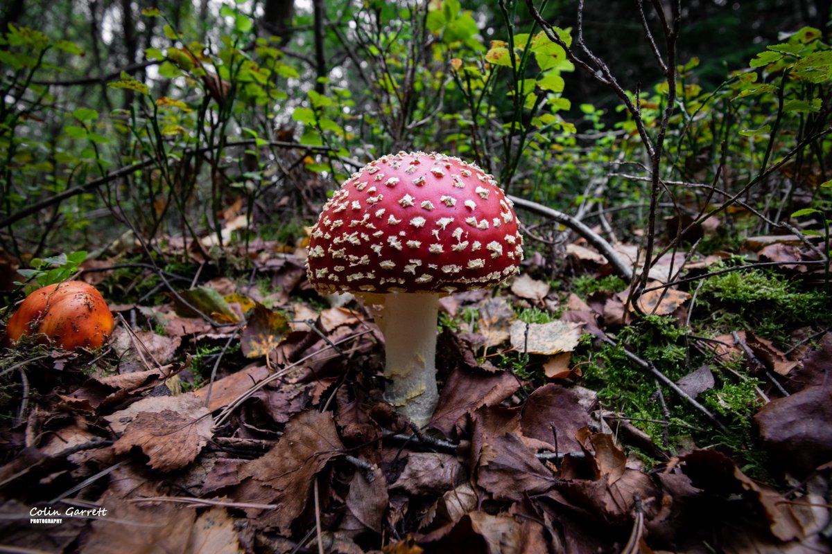 Bit of Saturday night shrooming in deepest Dorset. #mushrooms #fungi @FantasticFungi @MushroomHunters @DorsetWildlife @BBCSpringwatch