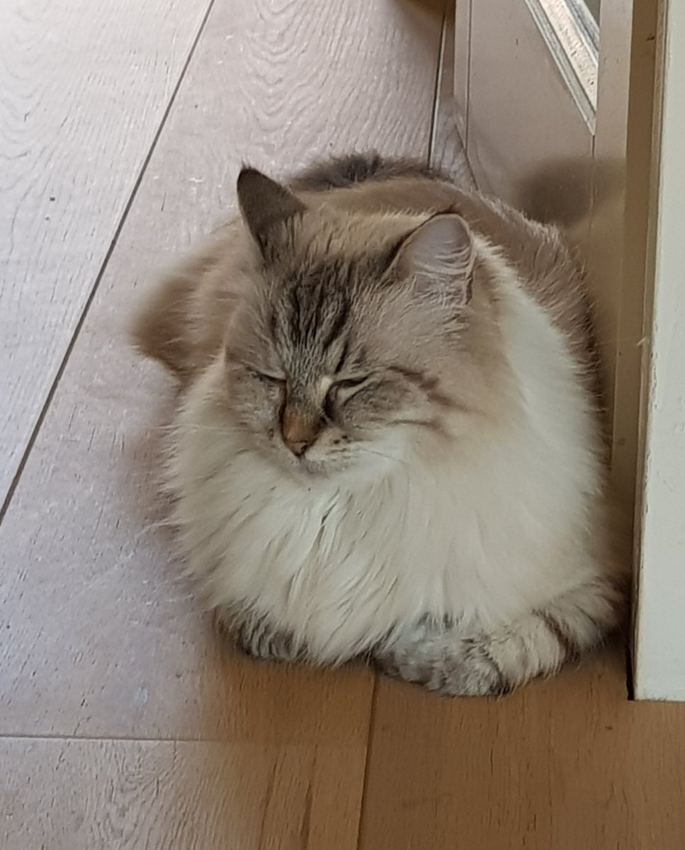 thehairycats's tweet image. Another wild Saturdaynight. #Casper #tryingtostayawake