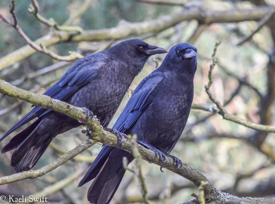 1) How can you sex crows?A) You can’t. Males tend to skew larger, but it’s pretty hard to visually gauge. Best bet is to wait until the breeding season and see who is most often sitting on the nest. That’s the female.