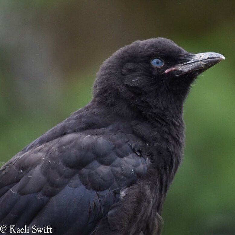 2) How long do crows live? A) The oldest wild crow was 29. 14-17 is not uncommon. When they’re young, survivorship is about 50%