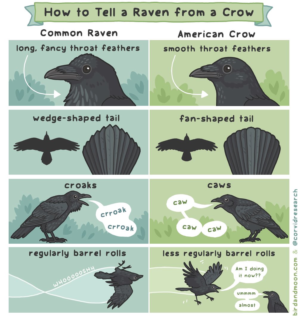 5) Are crows and ravens different? A) Yes. There are many different species of crows and ravens. Distinguishing common ravens and American crows is best done by tail shape and throat feathers. Comic by  @RosemaryMosco. For more tips see:  https://corvidresearch.blog/2020/04/16/the-definitive-guide-for-distinguishing-american-crows-common-ravens/