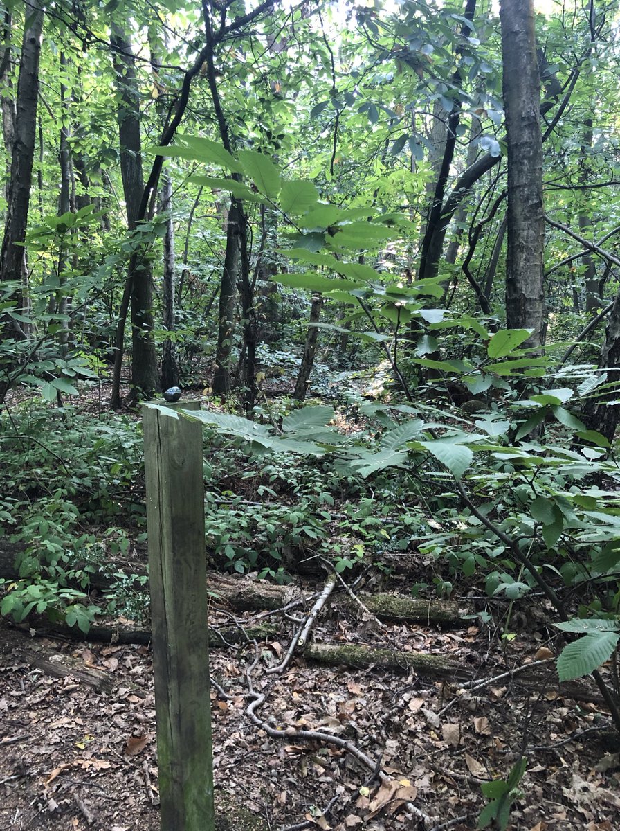 CompassionateRo's tweet image. Mistakes make us human (not unlovable).

Thanks to @DennisTirchPhD @DrShelleyK &amp;amp; @365dayscompass for the inspiration 🙏🏽

#pebbleswithpurpose #mistakes #rockpaintingart #rockpainting #human #paintedrocks #compassionrocks #compassionaterocks #365daysofcompassion #fail