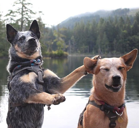 OfficialPuppers tweet picture