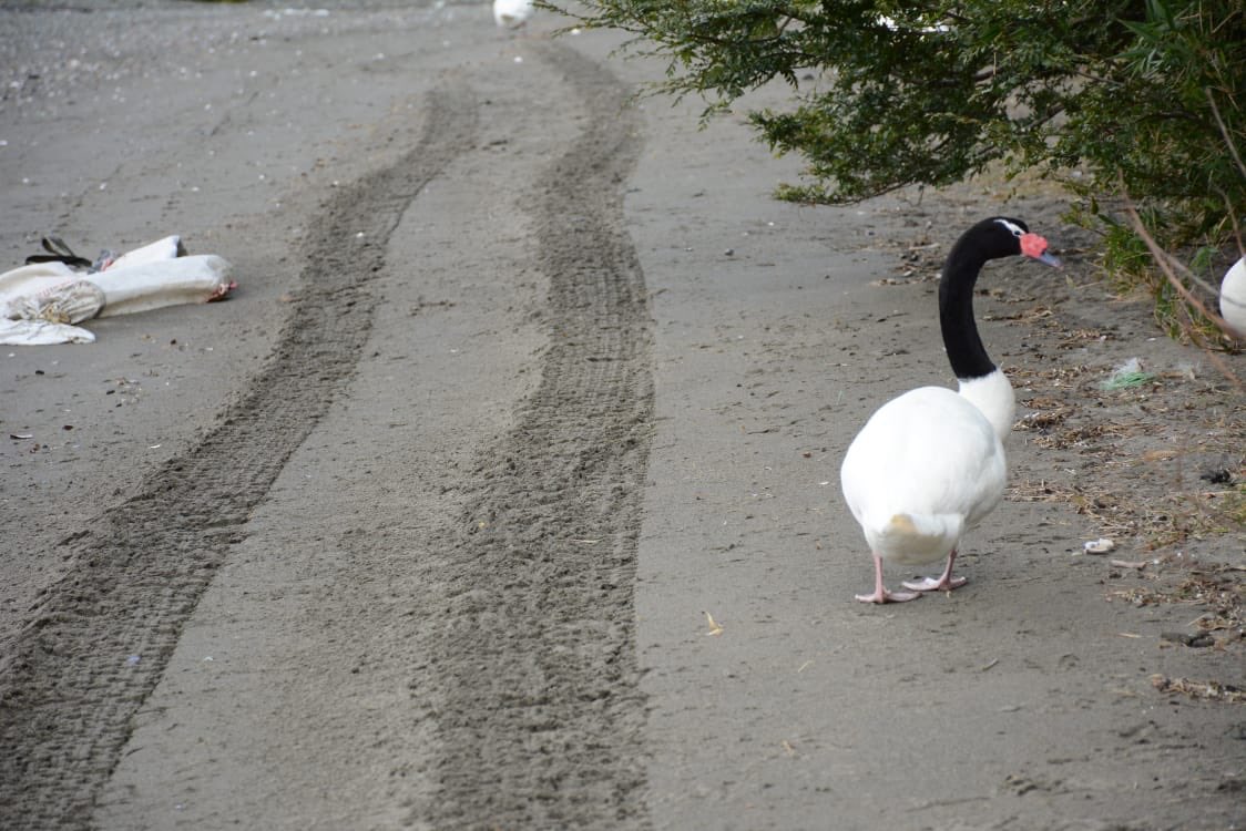 ❗️Defendamos Patagonia❗️ tweet media