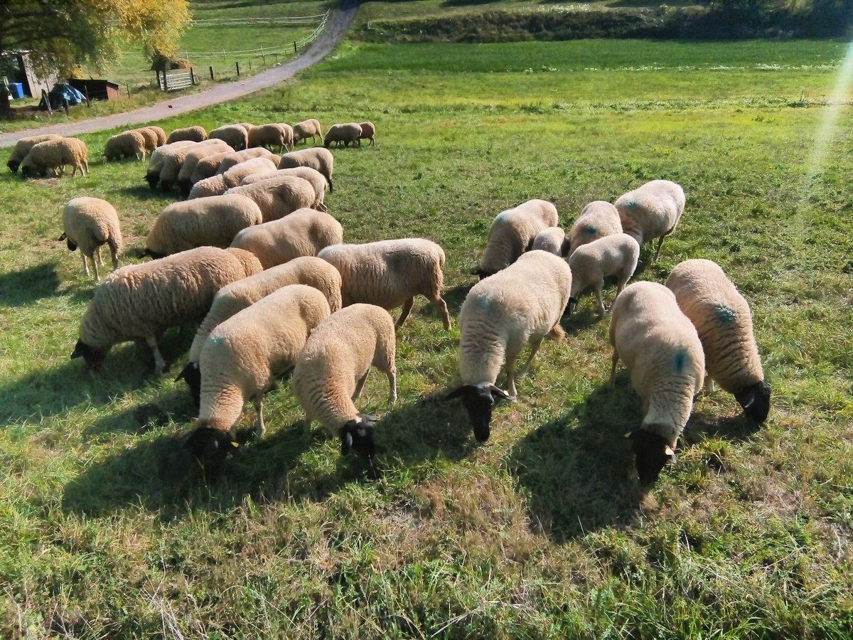 kweku_'s tweet photo. Zu Besuch bei den Schafen in #Oberweimar 🐕 🐏 🐑
#vhs #mrbid https://t.co/weP00x0uoN