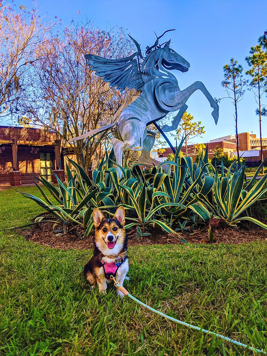 TheCorgo's tweet photo. @UCFKnights @UCF_Football Waiting to see @UCF_Football go 1-0 this week and soon 1-0 in the #bouncehouse https://t.co/612oNRKZlj