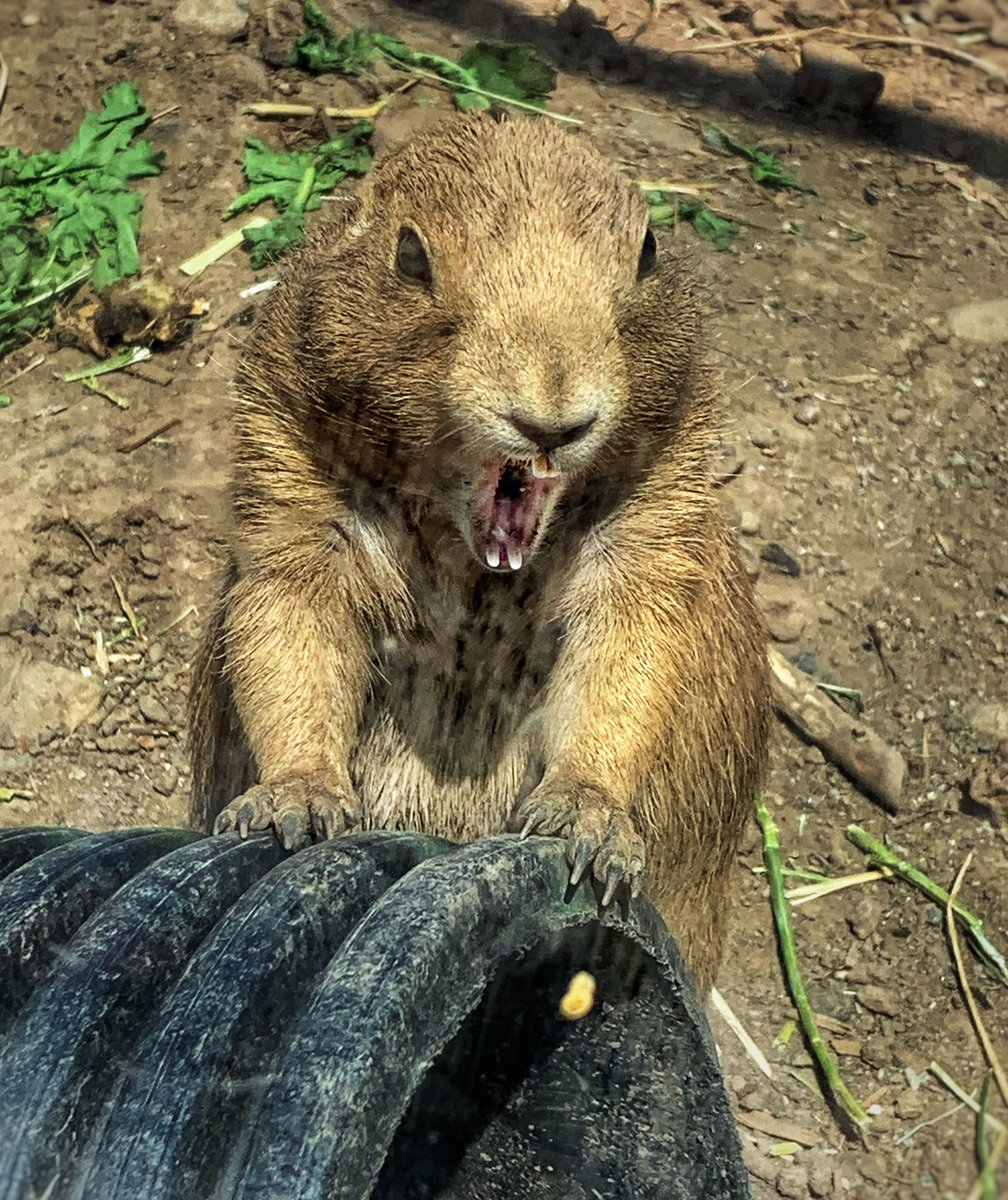 Vote for my Turtle Back Zoo photo contest entry!! Click the link below to vote &amp; scroll to the bottom to enter your name &amp; submit. You can be awesome &amp; vote every day until 10/1. Thanks so much! The silly pic is titled La La La LAAAAAAAA!!!! 🤣  zoologicalsocietyofnj.org/photo-contest/…