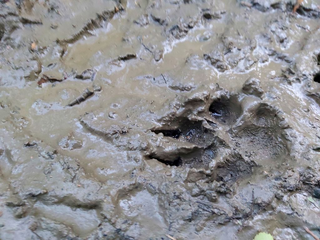 StarryDawnAdven's tweet photo. Pawprints!
#footprints #pawprints #animaltracks #exploreSask #Sasktrails #beach #sand #river #alsomudfromarandompuddleinthemiddleoftheroad #lovefindingtracks https://t.co/MwmqP9SPtU