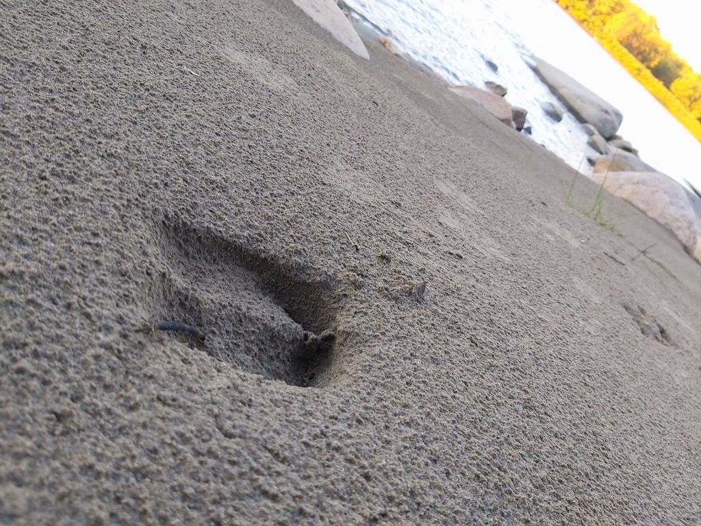 StarryDawnAdven's tweet photo. Pawprints!
#footprints #pawprints #animaltracks #exploreSask #Sasktrails #beach #sand #river #alsomudfromarandompuddleinthemiddleoftheroad #lovefindingtracks https://t.co/MwmqP9SPtU