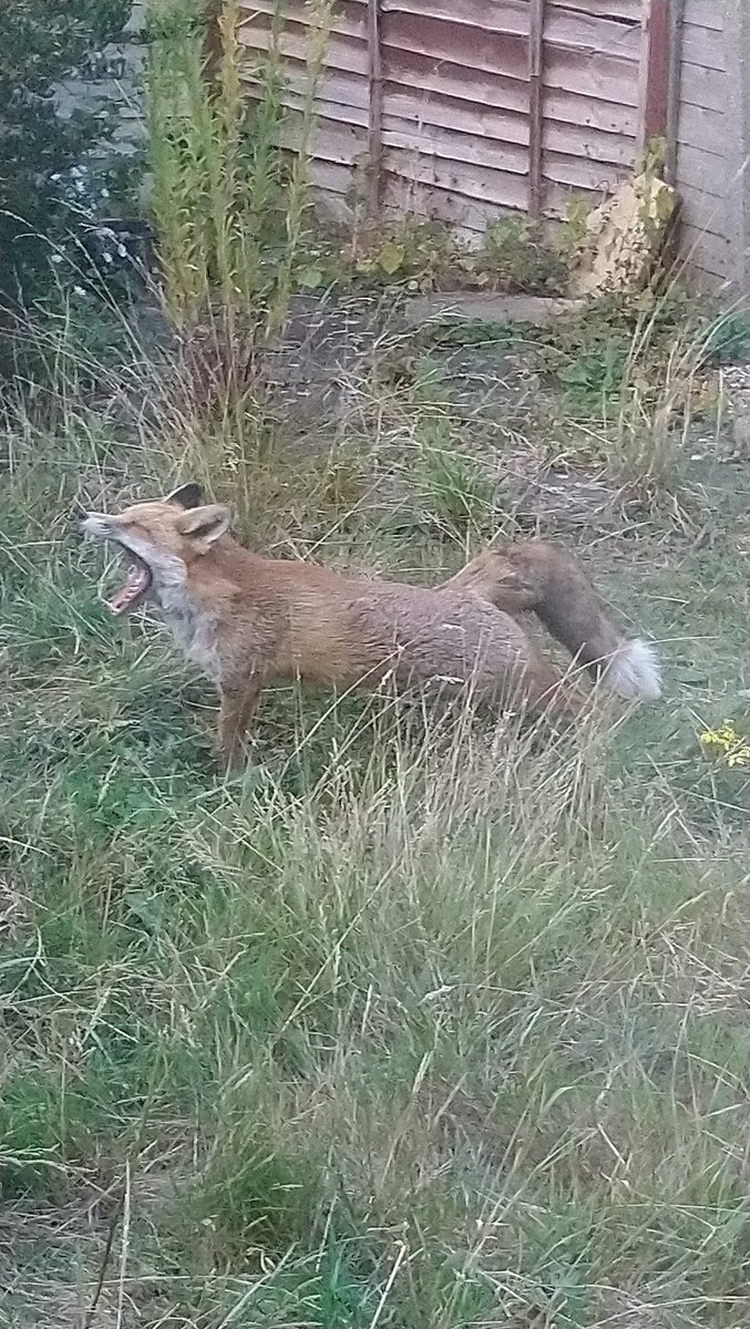 Schnuckms's tweet photo. Fox woke up about 1845 and he's gone for the day. https://t.co/pfHkyxMDg3