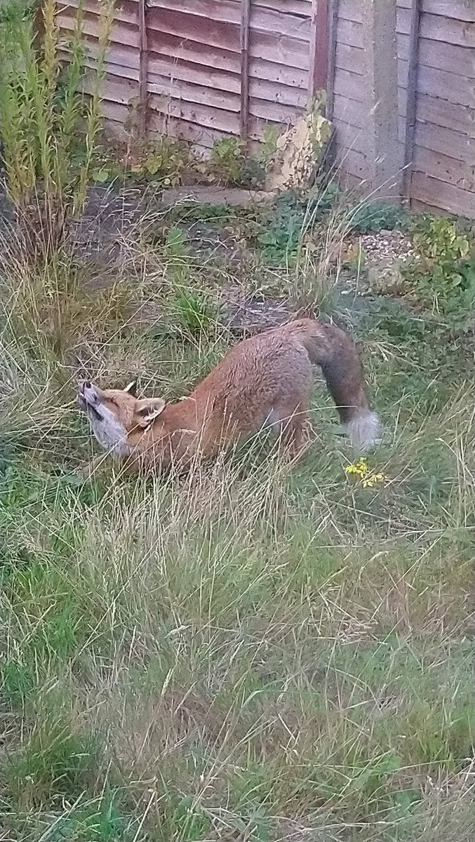 Schnuckms's tweet photo. Fox woke up about 1845 and he's gone for the day. https://t.co/pfHkyxMDg3