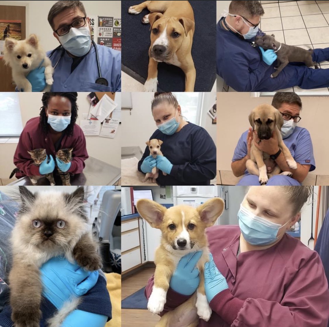 EastonAH's tweet photo. Just a fun  photo collage of some of our recent kitten and puppy visits! Happy Weekend everyone!!! 😽🐶 https://t.co/gKnNABL7f3