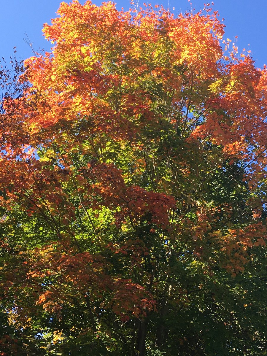 Can’t handle the thought of putting socks on but love the colours on my walk today....