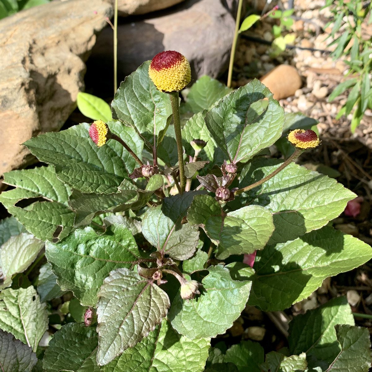 tracy_woods_'s tweet photo. I wonder if the tiny mouth of that army worm is numb? Acmella oleracea is known as #toothacheplant or peek-a-boo plant. This is such a fun plant. I love the unique, interesting 'eyeball' flowers. The leaves have been used as a natural anesthetic to manage oral pain. https://t.co/IkLCMoGeut