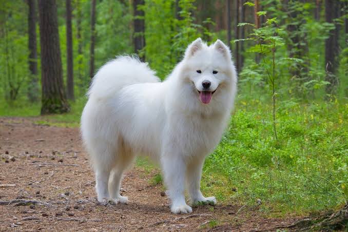 Yolanda - SamoyedGreat shape and incredible patienceDon't bite unless you ask her toDo what it have to do to get what it wants (cheat included)