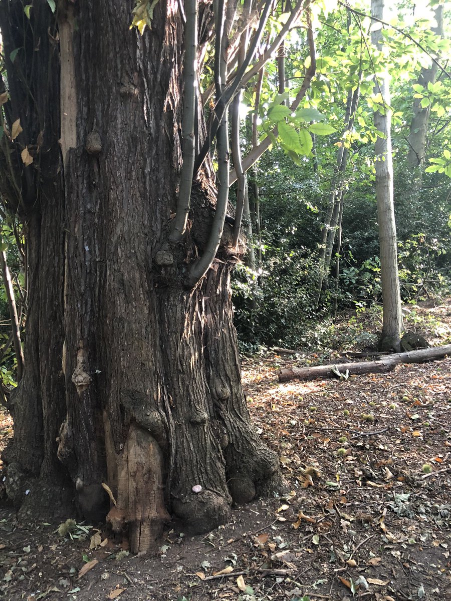 CompassionateRo's tweet image. Remember kindness 🌸

It’s so easy for us to remember struggles &amp;amp; suffering. What would happen if we deliberately took time to remember kindness?

#pebbleswithpurpose #KindnessMatters #rockpainting #kindness #paintedrocks #compassionrocks #compassionaterocks #365daysofcompassion