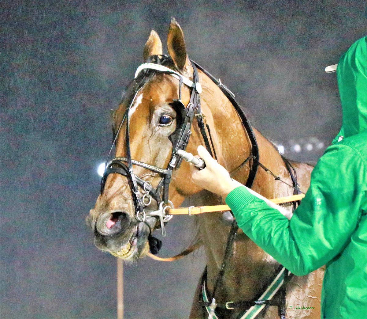 hoosiernations's tweet photo. Tonight 4x ISS🏆#BridgeToJesses $967,095 continues his march to $1 million
R8 Open 2 pp5 with @jdelongracing in the sulky.
🍀GoodLuck🍀 @Gowelchkin https://t.co/7LC6ekPaFr
