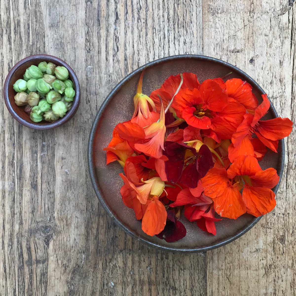 Ellie Tennant (@ellie_tennant) on Twitter photo Nasturtium flowers and seeds from the allotment today. ‘Empress of India’ - one of my favourite varieties #simpleliving #nasturtiums #allotmentlife Nasturtium flowers and seeds from the allotment today. ‘Empress of India’ - one of my favourite varieties #simpleliving #nasturtiums #allotmentlife