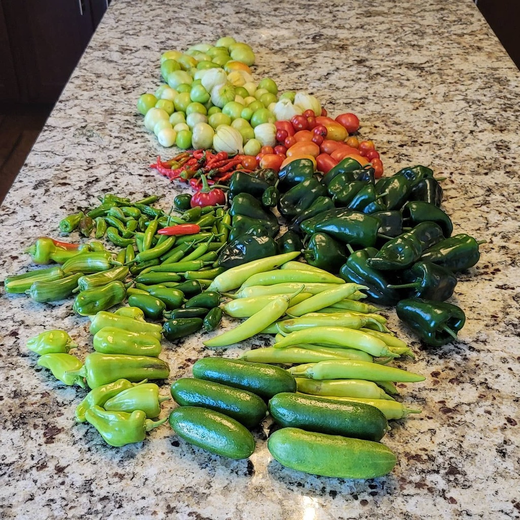 LittleTechGirl's tweet photo. Pickled peppers, pepper jelly, pepper relish, salsa, pickles, and more coming soon!
.
.
.
#wesowwegrow
#growyourownfood
#freshpeppers
#backyardgarden
#blackgirlswithgardens https://t.co/Z5P2xSQdkU https://t.co/N2d5wfhhPs