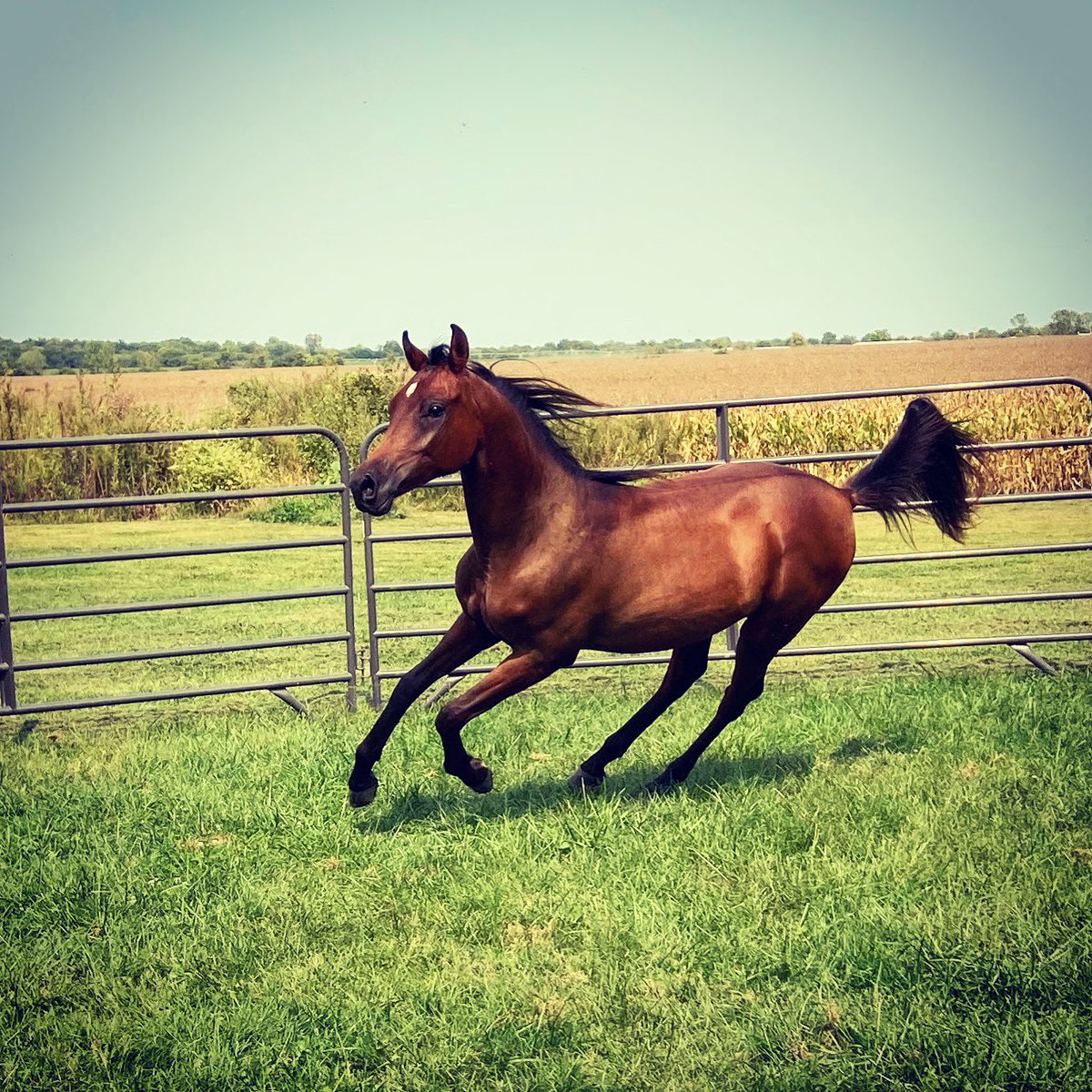 comarah_stables's tweet photo. Heavens Gift RN 
Skoroneek IA x Zabrina IA 2019 purebred Arabian gelding #arabianhorse #SaturdayVibes https://t.co/FDNPckZ2Bq