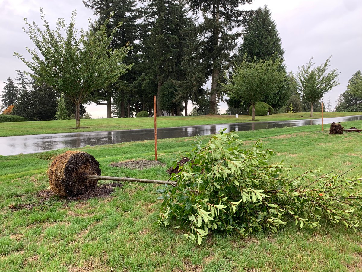 Thanks <a href="/CityofSurrey/">City of Surrey</a> for the wonderfully organized Arbor Day tree planting experience! Arborist Ryan made my day when he unwrapped the tree and reminded us that a tree is a gift. #getoutside