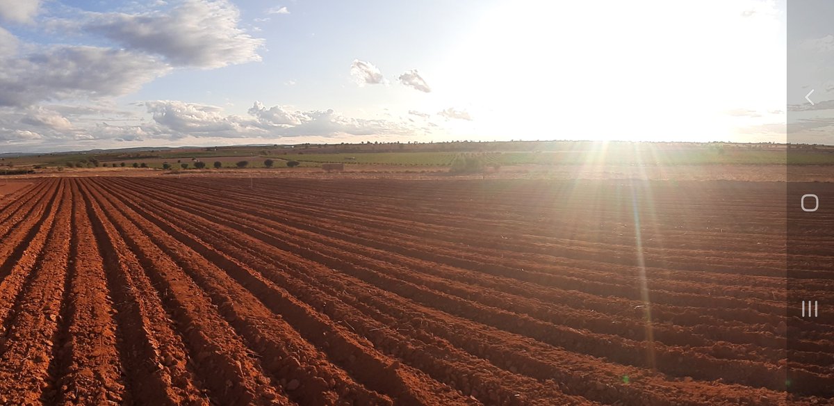 AZAFRÁN DESBRÍN tweet media