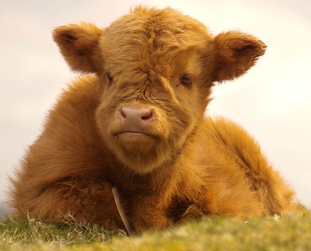Happy Tuesday #coosday 🐮❣️Have a lovely day everyone 😊
#TuesdayThoughts #cows #HighlandCow #happyday #loveanimals