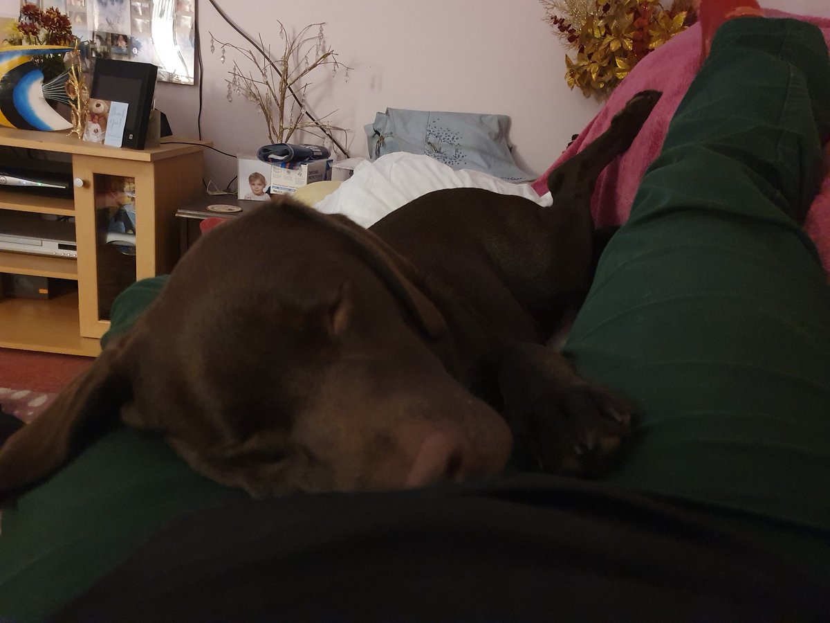 stollez's tweet photo. Sleeping the sleep of the innocent...definitely better than watching this game so far 🤣 #TOUvSCA https://t.co/9Zi8z8HMdu