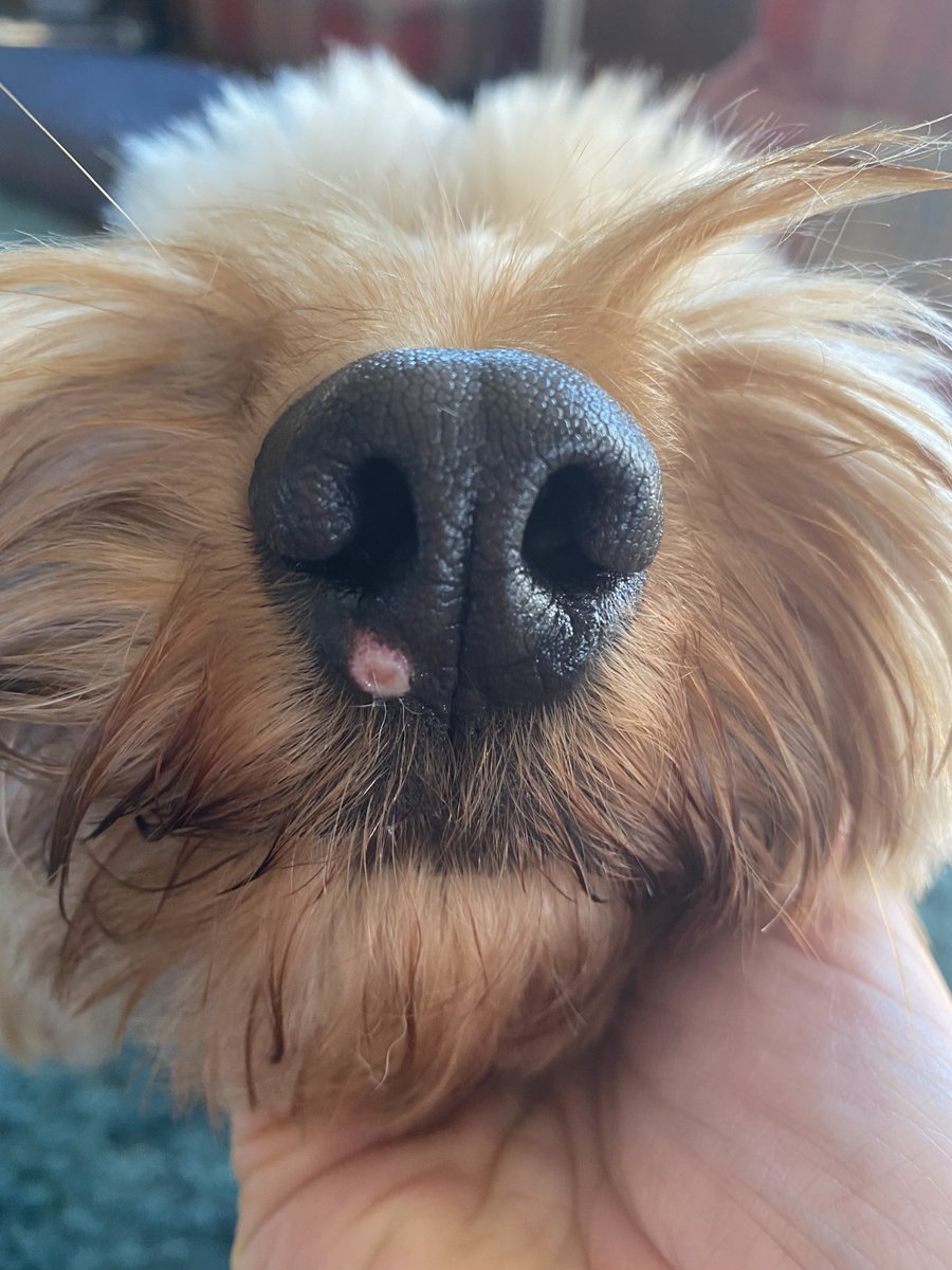benjicockapoo tweet picture