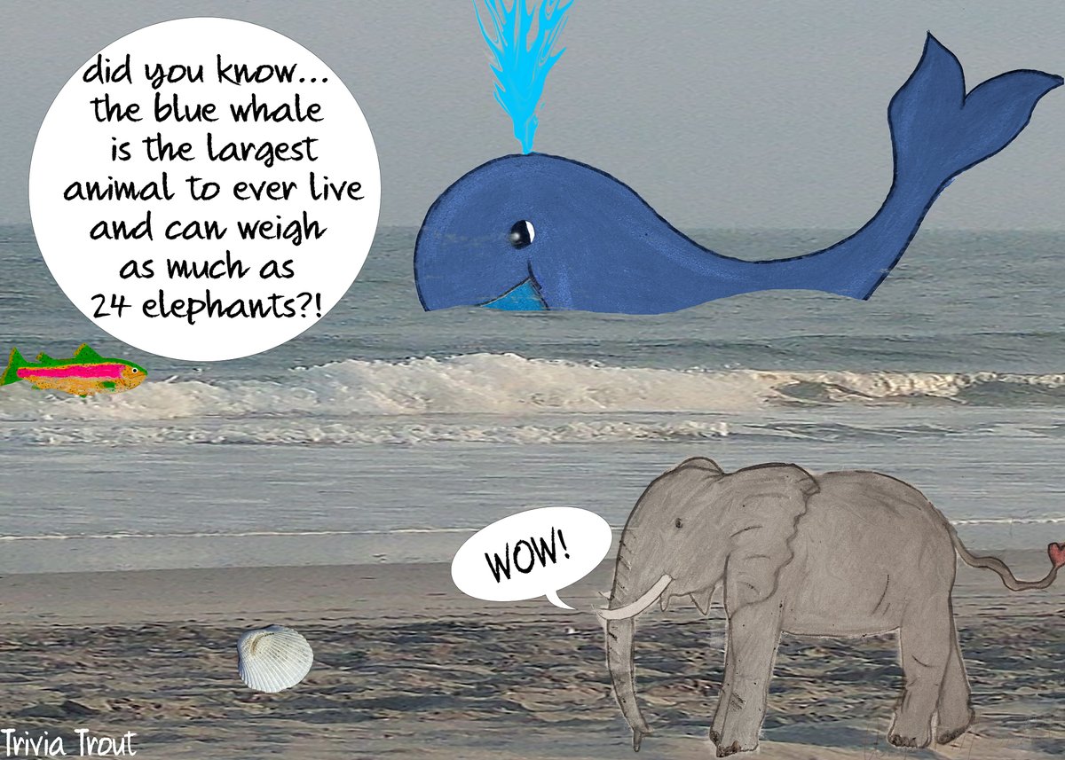 TriviaTrout's tweet photo. #triviatrout #trout #trivia #fish #funfacts #funfact #learningsomethingnew #learningisfun #didyouknow #animals #animalfacts #ocean #reptilians #reptiles #nature #interesting #rainbowtrout  #fishfacts #funwithfriends #whales #bluewhale #whalefacts #elephants #largestanimal https://t.co/4X1OIYfm22