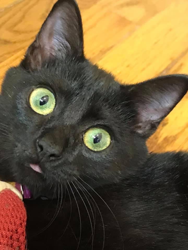 samwin02's tweet image. Got a new kitten so if I’m not on I’m with her