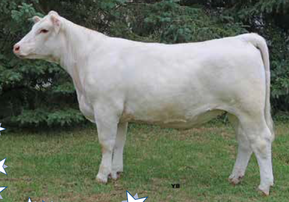 FallFeature's tweet photo. Fourthlane Glorious 18G

A WC Milestone 5223P x Medonte Bombshell 8B daughter, bred March 28 to LT Nationwide 8455 PLD

Consigned by @FourthlaneFarms 

She sells as lot 8 on October 17, 2020. Full catalogue here: https://t.co/RRQwXGhjXK #charolais @OnCharolais https://t.co/ne25GYpWXQ