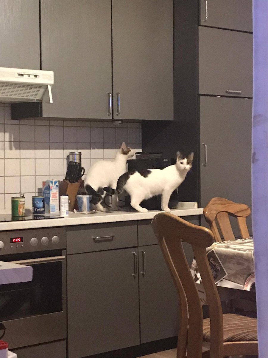 Natalie_Ryan_'s tweet image. Willkommen zuhause süßen!!! 
Auntie's little coffee lovers. 
(Alternatively known as Fiene and Lanny Maunz exploring the house). 
Babies 😍.
My lovely Annette and Manuel,  welcome to the newest members of the Dietrich household! 
#Fiene #LannyMaunz #kitties 
@Aryt26