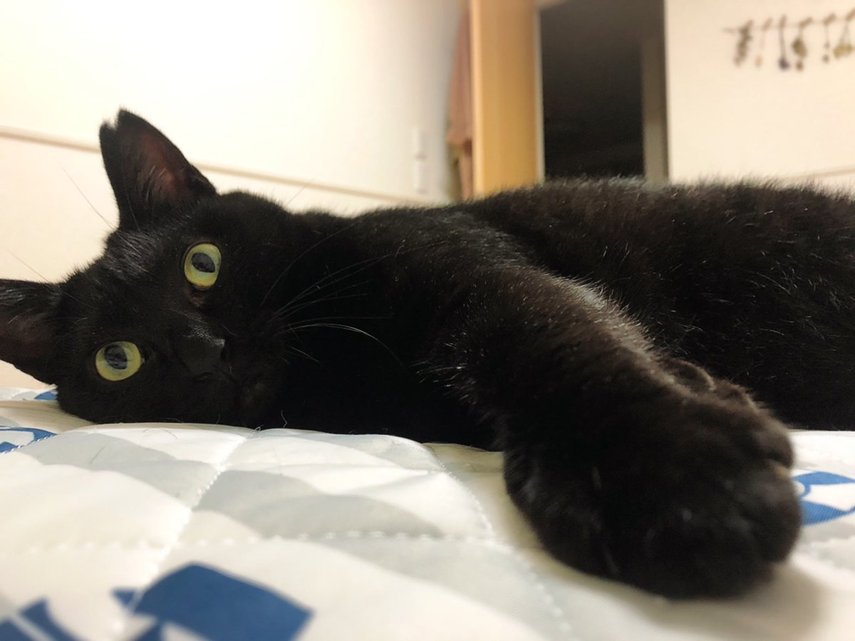 黒猫uniko 伸びの過程によって起こる おてての開き加減の研究報告 かわいい Cat ねこ 猫 黒猫 Blackcat 猫好きさんと繋がりたい 猫のいる暮らし 黒猫uniko 伸びの過程によって起こる おてての開き加減の研究報告 かわいい Cat ねこ 猫 黒猫 Blackcat 猫好きさんと繋がりたい 猫のいる暮らし