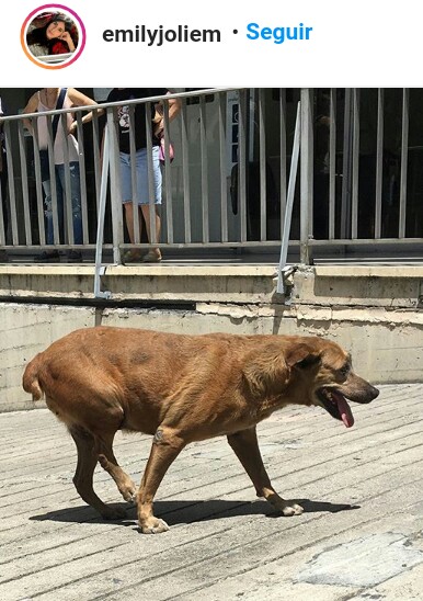 yaracalcagno's tweet image. Difundo. Morsa busca un hogar. La perra que fue agredida en Bello Monte. no puede volver a la calle.... fue golpeada con un amortiguador y bueno tiene fractura. 
Adopta. Salva una vida. Cambia un destino.