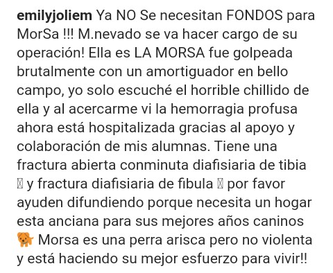 yaracalcagno's tweet image. Difundo. Morsa busca un hogar. La perra que fue agredida en Bello Monte. no puede volver a la calle.... fue golpeada con un amortiguador y bueno tiene fractura. 
Adopta. Salva una vida. Cambia un destino.