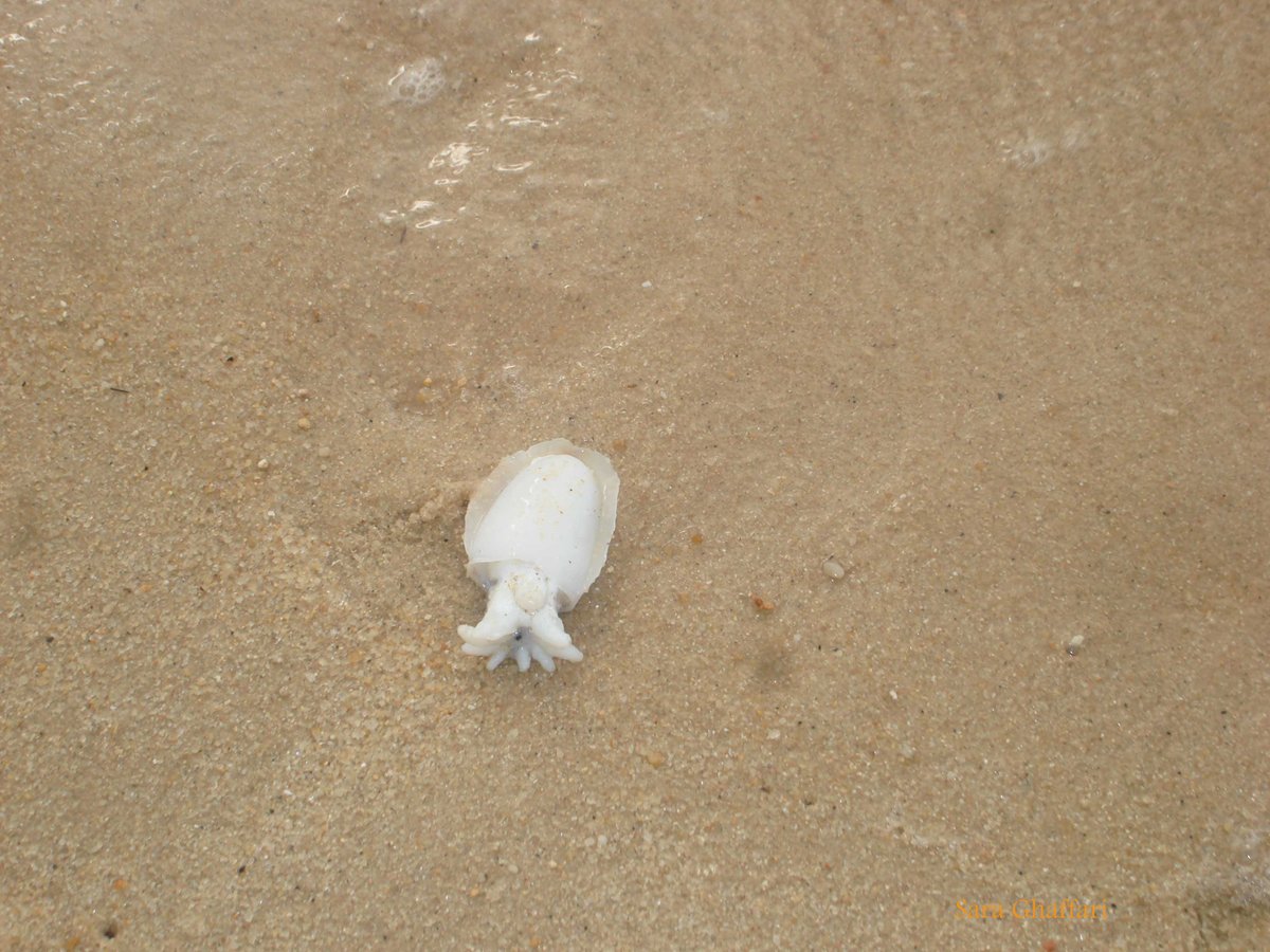 Why I was curious to carry a jellyfish! Good..... survived a jellyfish sting! The photo was taken in July 2009, Penang Island, Malaysia #wildlife #wildlifephotography #NaturePhotography #naturelovers #penang @VisitPenang