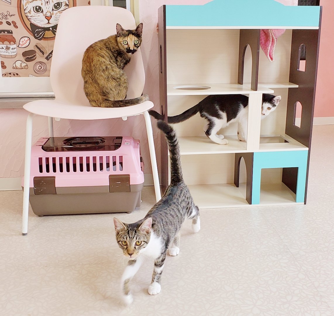 YouCafe6's tweet photo. こんにちは！

本日も、子猫2頭を含む9頭の保護猫ちゃんが見れます🐱♥ 本日の子猫はキジ白ちゃんと白黒ブチちゃんです🐈

時々じゃれあって運動会をしているので、可愛い姿を見れるかも…？💖

#YouCafe #福岡 https://t.co/WATaS0FdT4