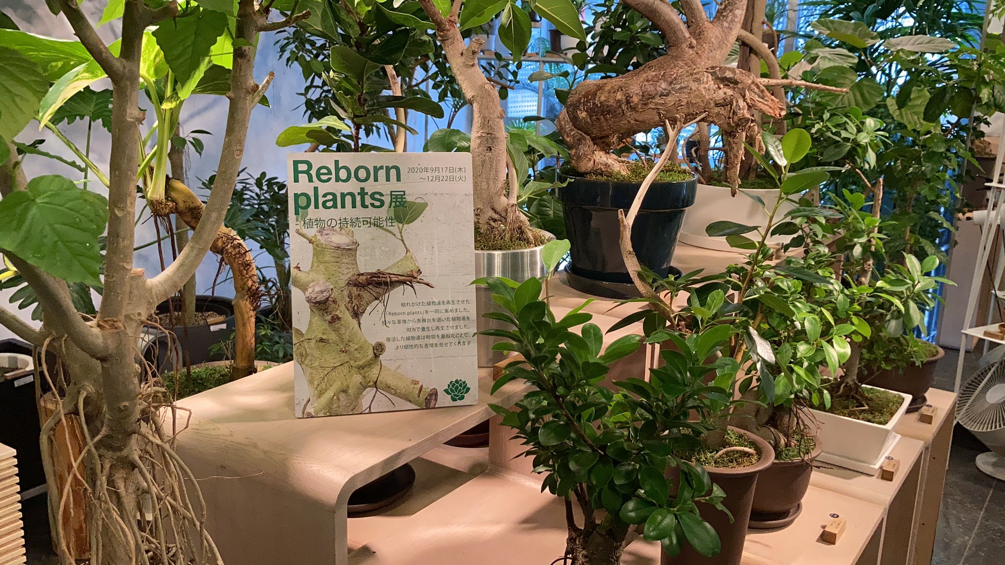 Ren 店長つぶやき リボーンプランツ展示中です 枯れかけた個体たちが 芽吹き 新たな姿へ復活を遂げています とにかく 植物は強いです