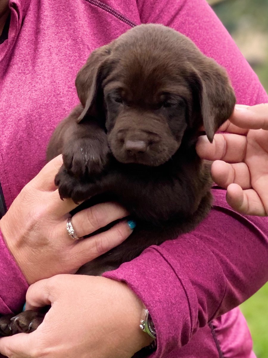BisonBart's tweet photo. Hi!! I’m Bison the chubby chocolate lab! I’ll be at my new home and sharing my adventures with you! My mom and dad are excited to adopt me and and take me on all kinds of adventures! https://t.co/M5IuAq94Sb