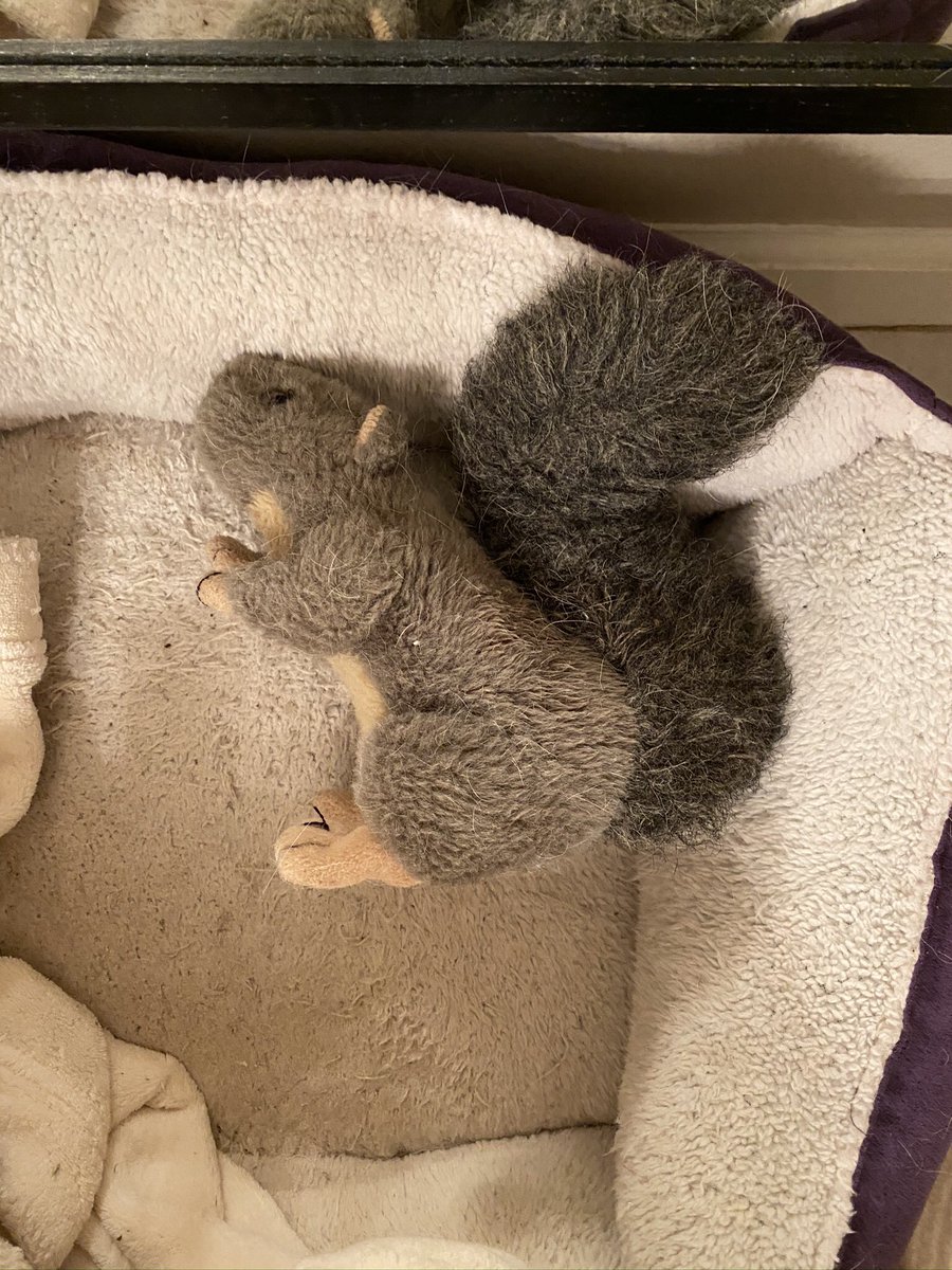 Cateyeswsm's tweet photo. @TheBoysTV our (4 pound) chihuahua’s entry in the #TerrorChallenge for #InsidetheBoys. We call him “Fuck Squirrel.” You can see he’s a bit...used. https://t.co/Qf3WGsEaYR